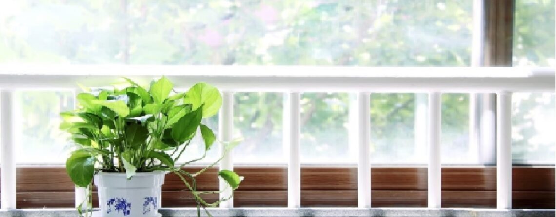 plant next to a window